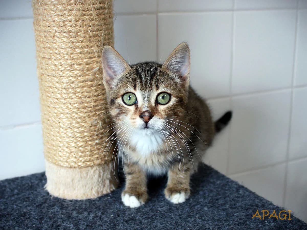 Mike, Tigré brun male puppy European Shorthair for adoption at APAGI, Le Versoud