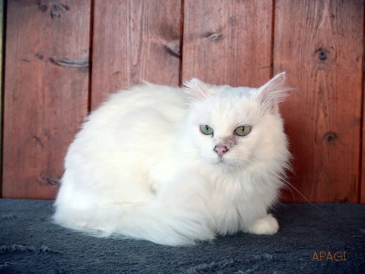Coton, Blanche poil mi long female 3yo mixed breed for adoption at APAGI, Le Versoud