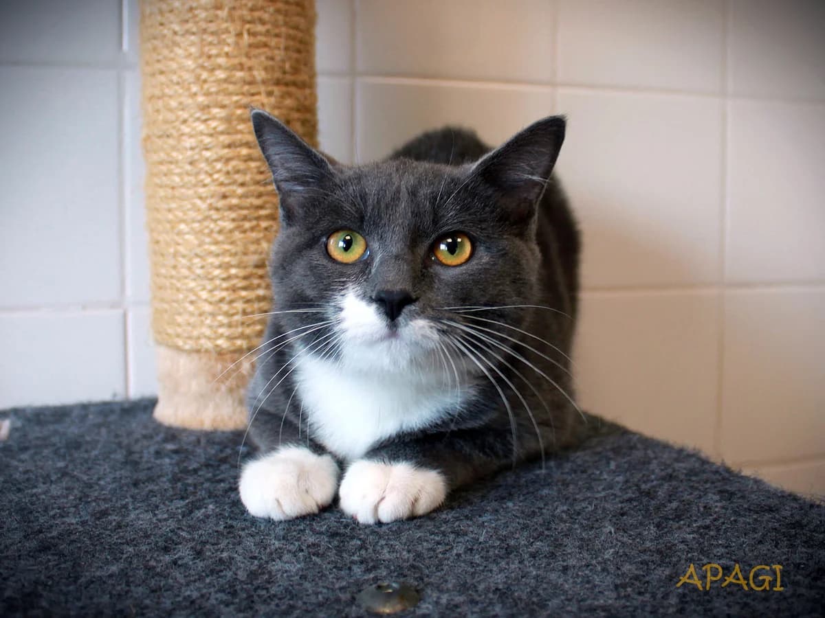 Louna, Grise et blanche female puppy European Shorthair for adoption at APAGI, Le Versoud