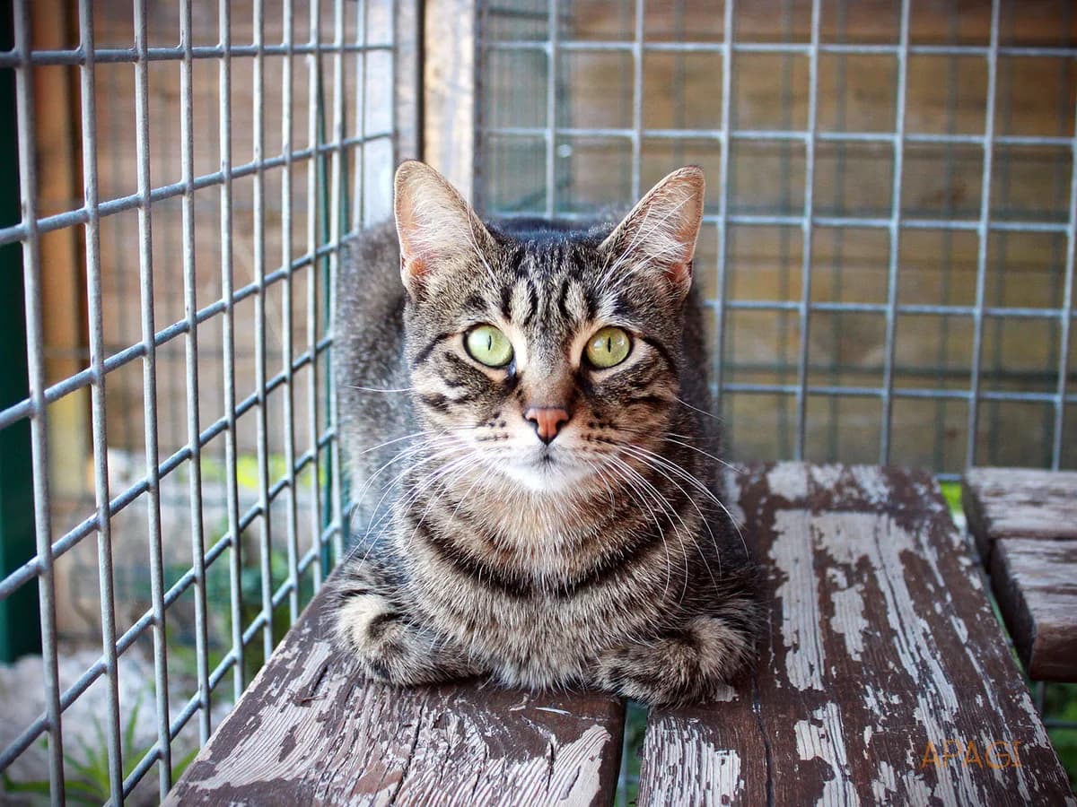 Nugget, Tigrée female young European Shorthair for adoption at APAGI, Le Versoud