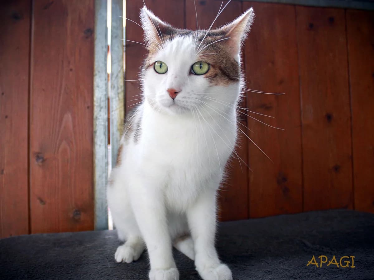 Lung, Tigré et blanc male 6yo European Shorthair for adoption at APAGI, Le Versoud