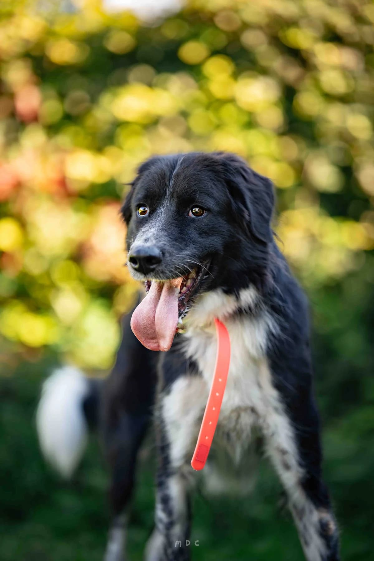 Tya, Noire et Blanche female 4yo Border Collie for adoption at APAGI, Le Versoud