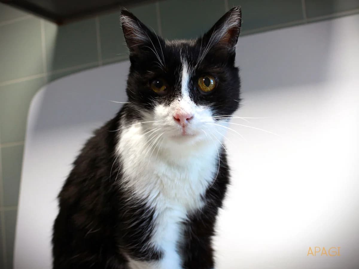 Franklin, Noir et blanc male senior European Shorthair for adoption at APAGI, Le Versoud