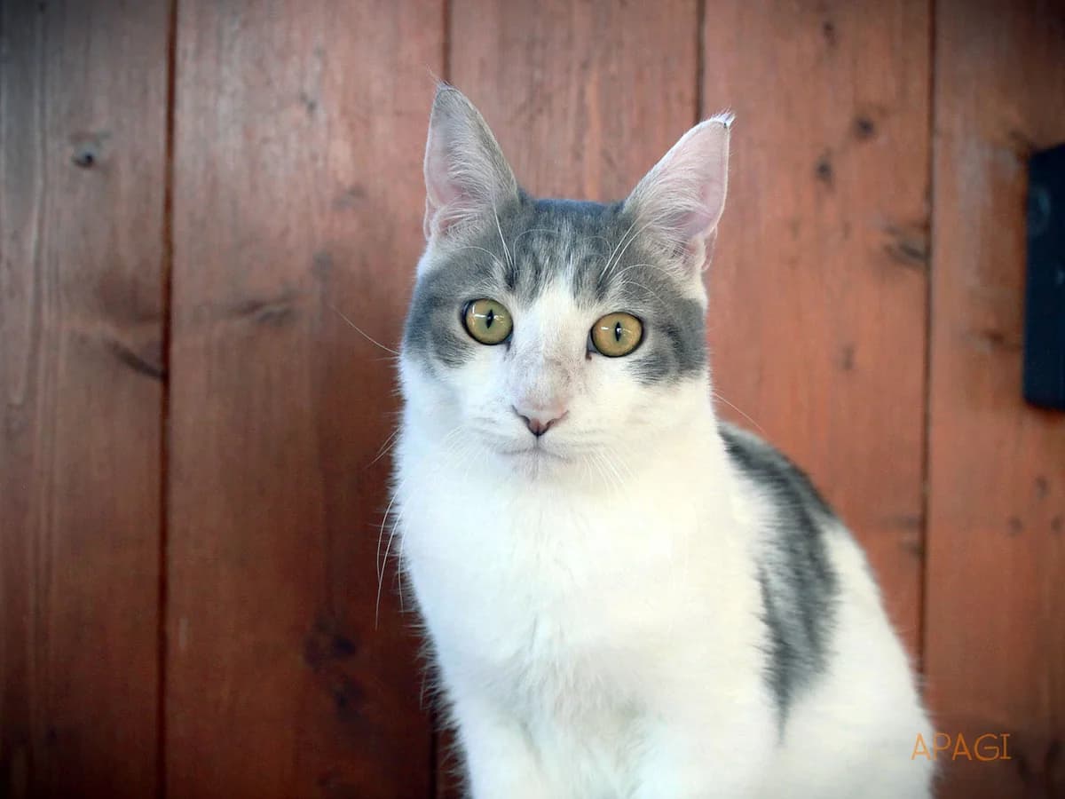 Alcapone, Blanc et tigré gris male young European Shorthair for adoption at APAGI, Le Versoud
