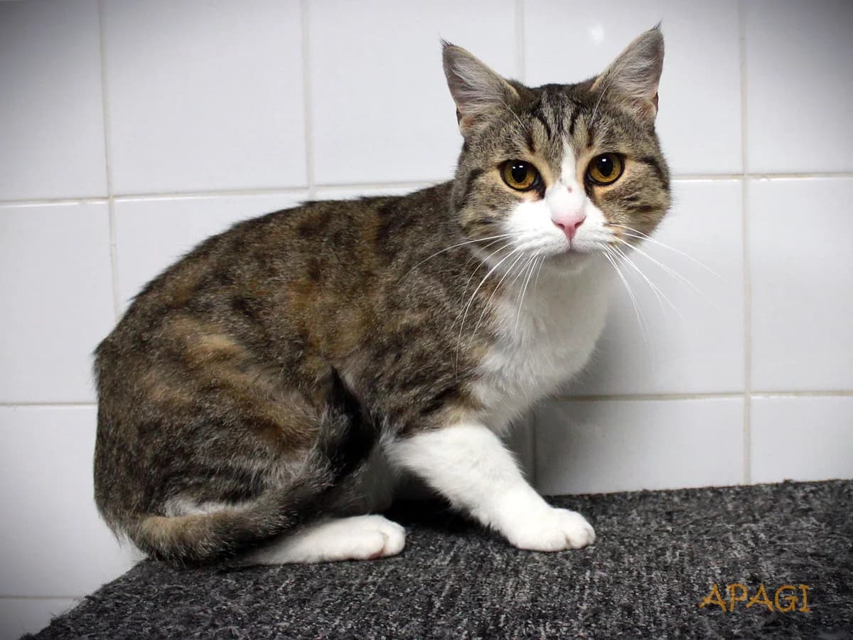 Irwin, Tigré et blanc male 6yo European Shorthair for adoption at APAGI, Le Versoud