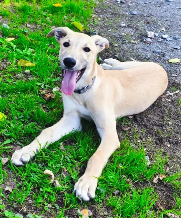 Mika, male puppy Mixed Breed for adoption at APAK - Refuge pour animaux, Guérande