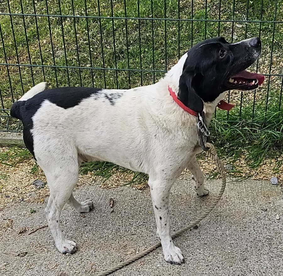 Ponpon, male senior Mixed Breed for adoption at APAK - Refuge pour animaux, Guérande