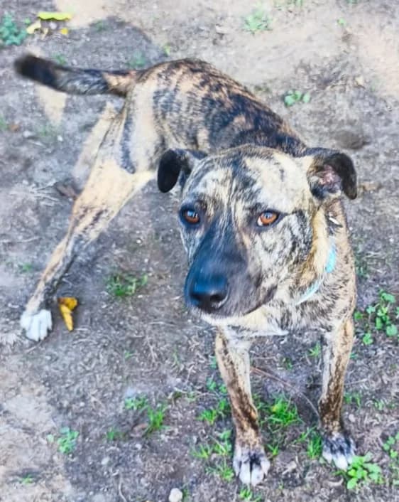 Risqua, male young Mixed Breed for adoption at APAK - Refuge pour animaux, Guérande