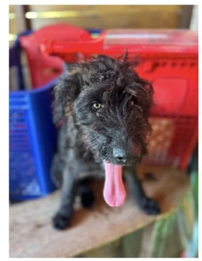 waffle, female puppy Mixed Breed for adoption at APAK - Refuge pour animaux, Guérande