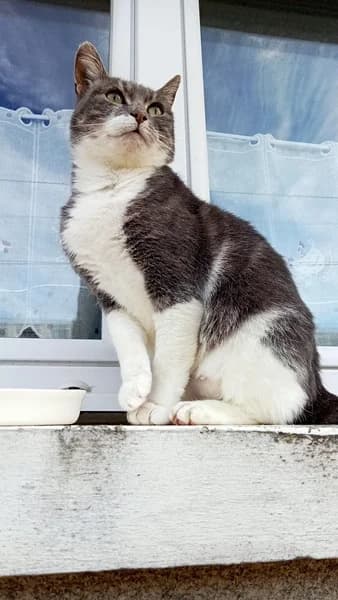 Mélusine, female 6yo Mixed Breed for adoption at APCLO - Chats Libres d, Orléans