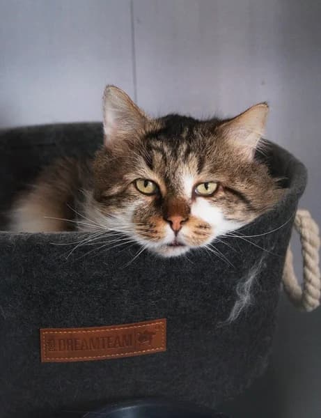 Garfield, male 4yo Mixed Breed for adoption at APCLO - Chats Libres d, Orléans