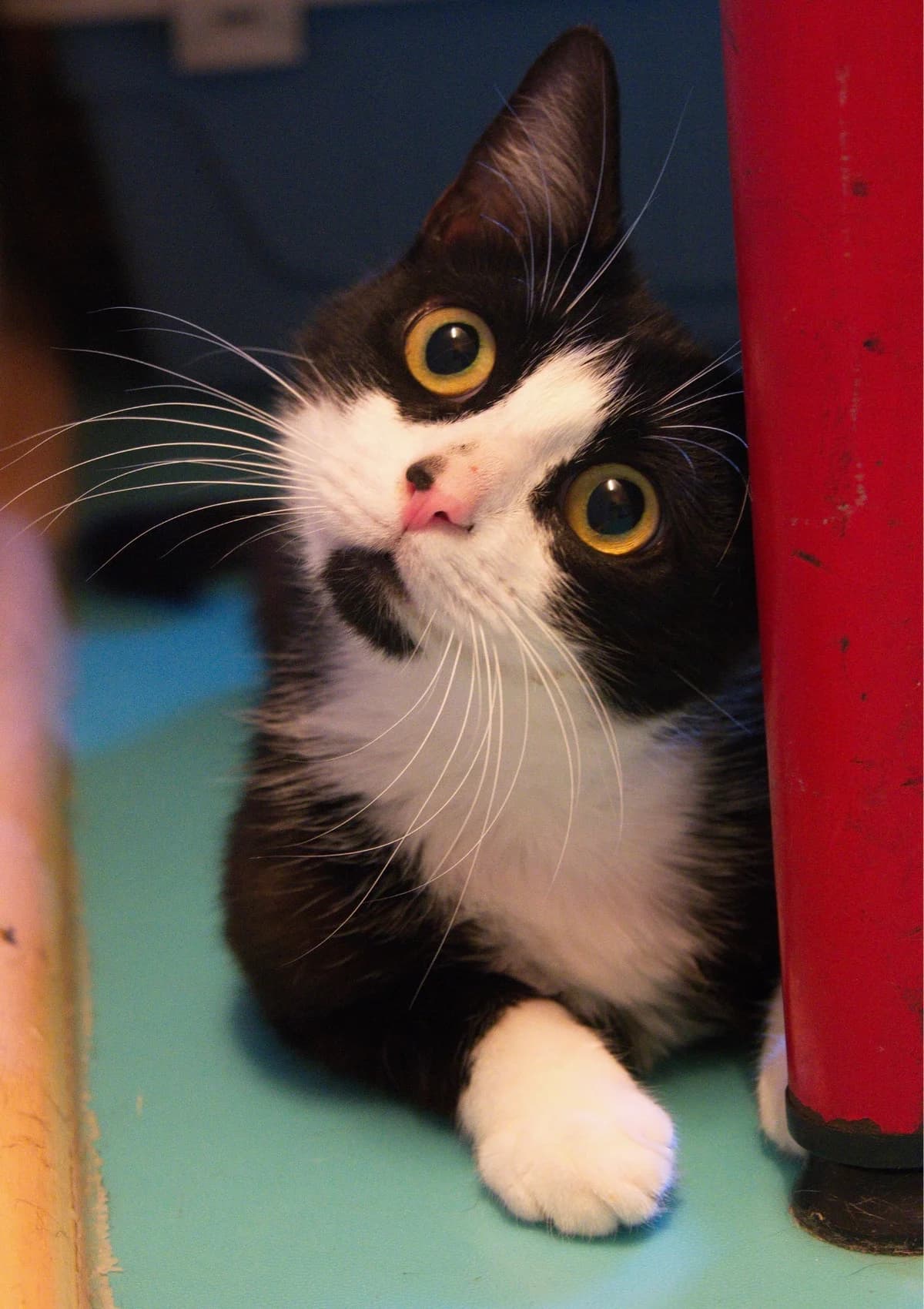 Felicie, female young Mixed Breed for adoption at APCLO - Chats Libres d, Orléans