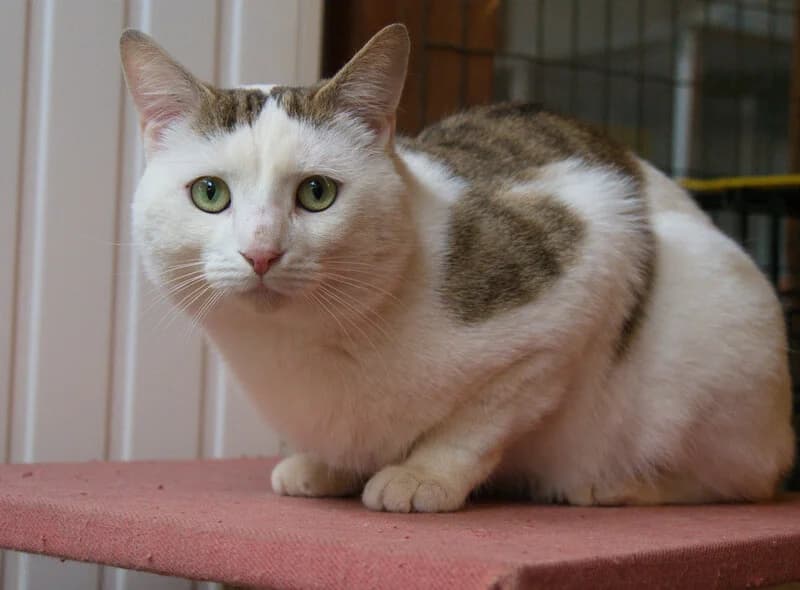 Basile, male 3yo Mixed Breed for adoption at APCLO - Chats Libres d, Orléans