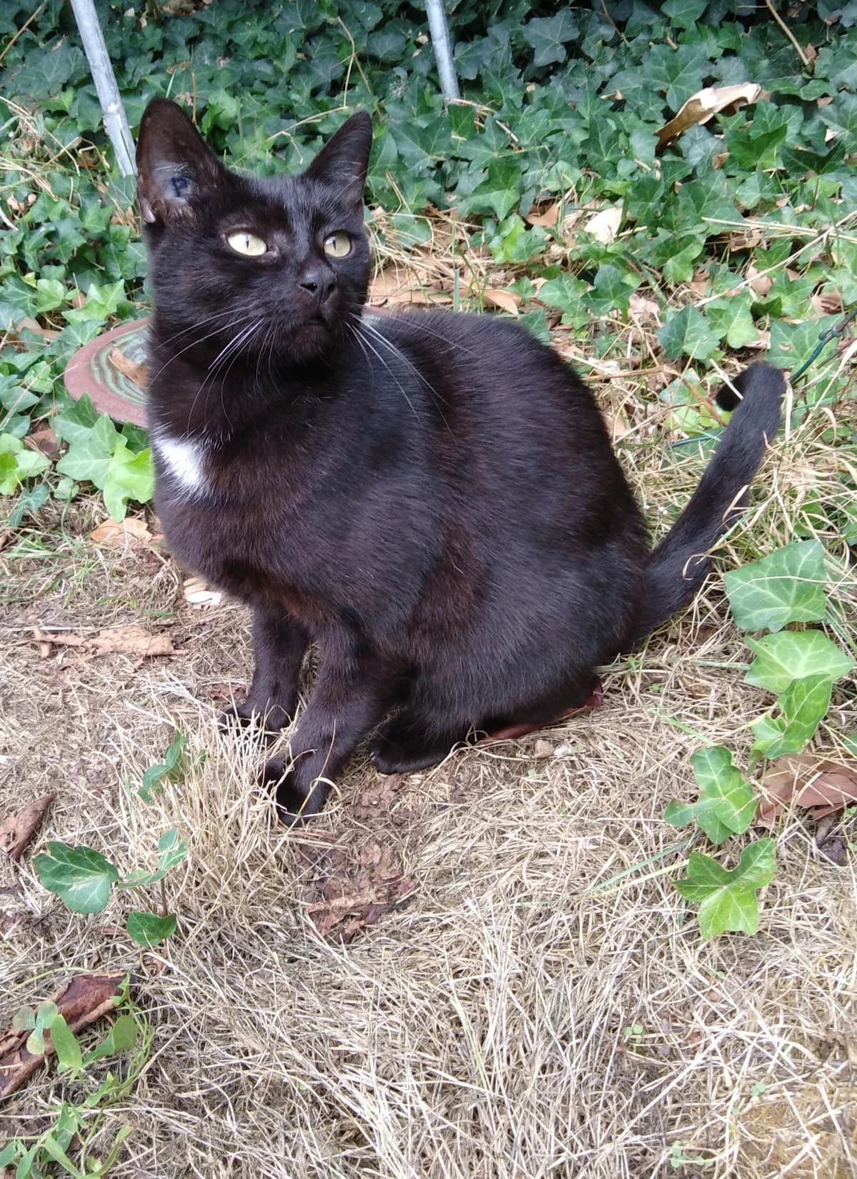 Piano, female 4yo Mixed Breed for adoption at APCLO - Chats Libres d, Orléans