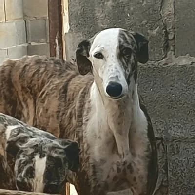 SAMAY (adoptée), Galgo Español for adoption at Appel des lévriers, appel des levriers