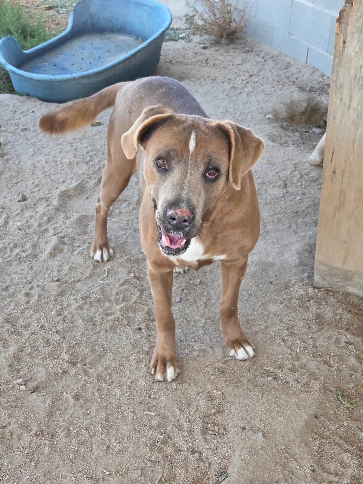 ANGEL, male 5yo Galgo Español for adoption at Appel des lévriers, appel des levriers