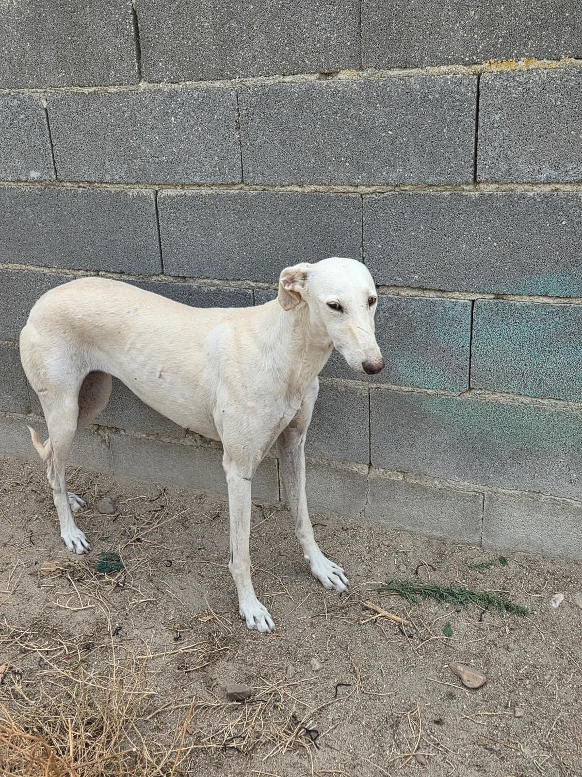 ATHENA, senior Galgo Español for adoption at Appel des lévriers, appel des levriers