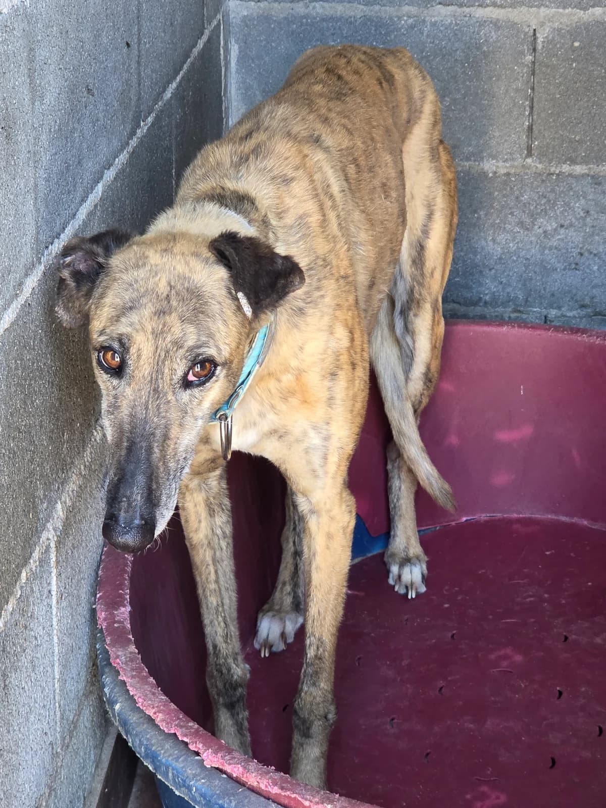 BELLEZA, Galgo Español for adoption at Appel des lévriers, appel des levriers
