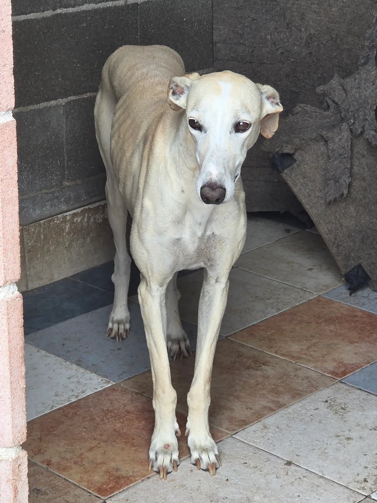 CENTELLA, senior Galgo Español for adoption at Appel des lévriers, appel des levriers