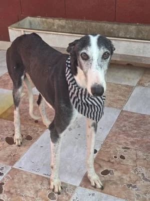 COSMO (adopté), 7yo Galgo Español for adoption at Appel des lévriers, appel des levriers