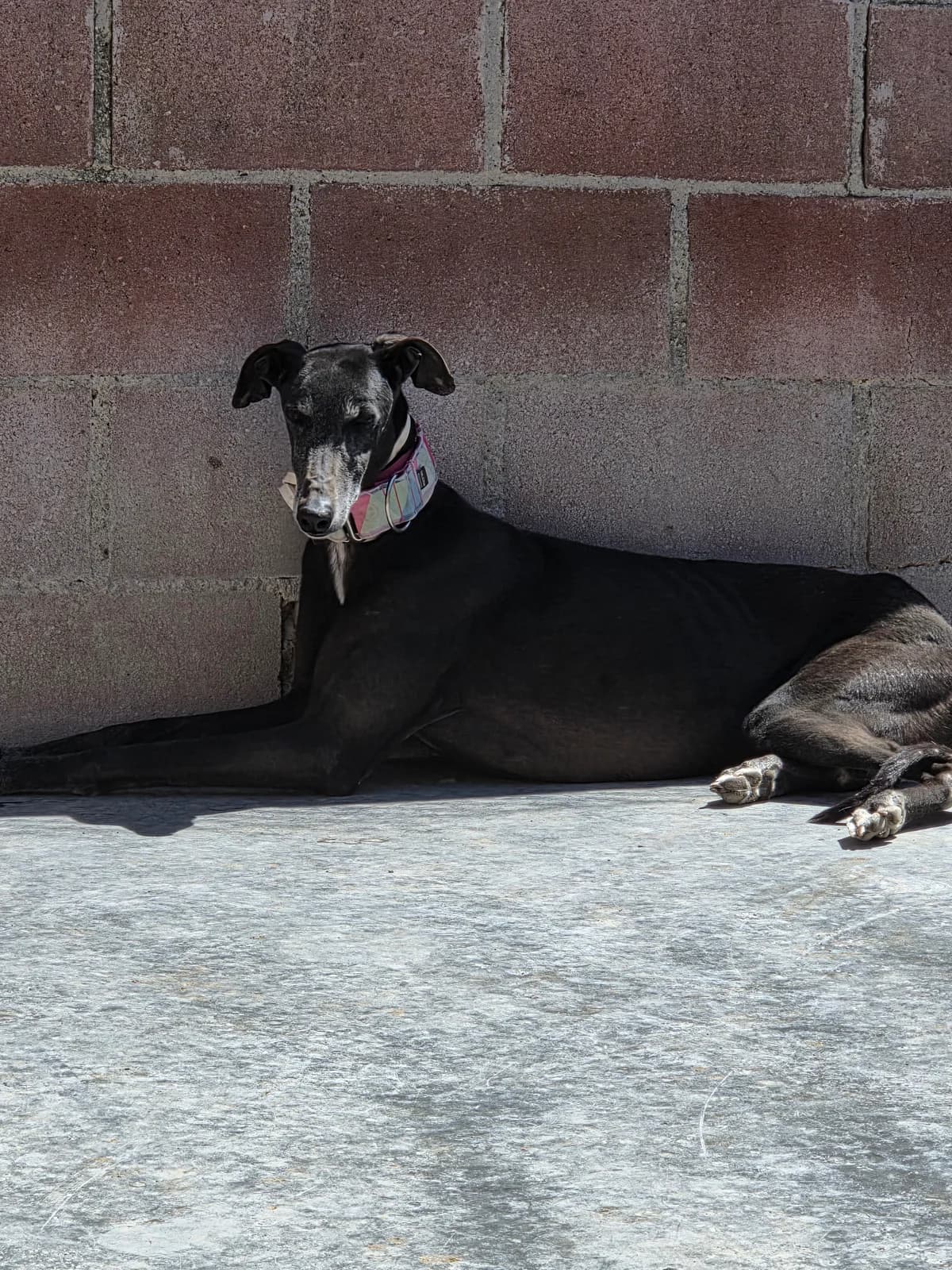 DEBORAH, Galgo Español for adoption at Appel des lévriers, appel des levriers