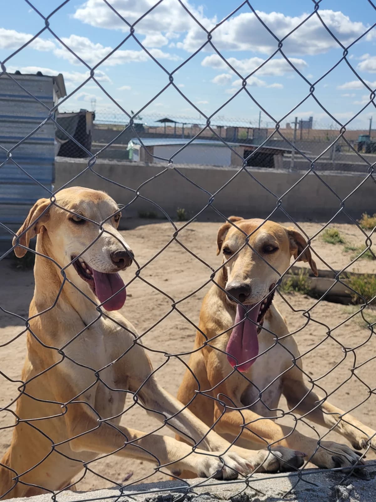 DOROTEA et GONZALO, 3yo Galgo Español for adoption at Appel des lévriers, appel des levriers
