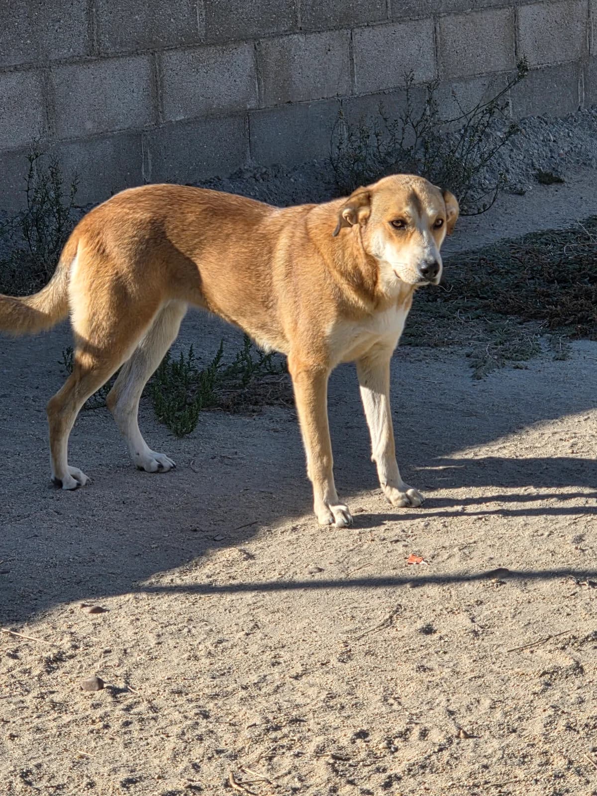FRIDA, senior Galgo Español for adoption at Appel des lévriers, appel des levriers