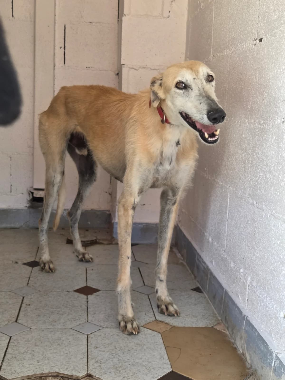 GOLD, female Galgo Español for adoption at Appel des lévriers, appel des levriers