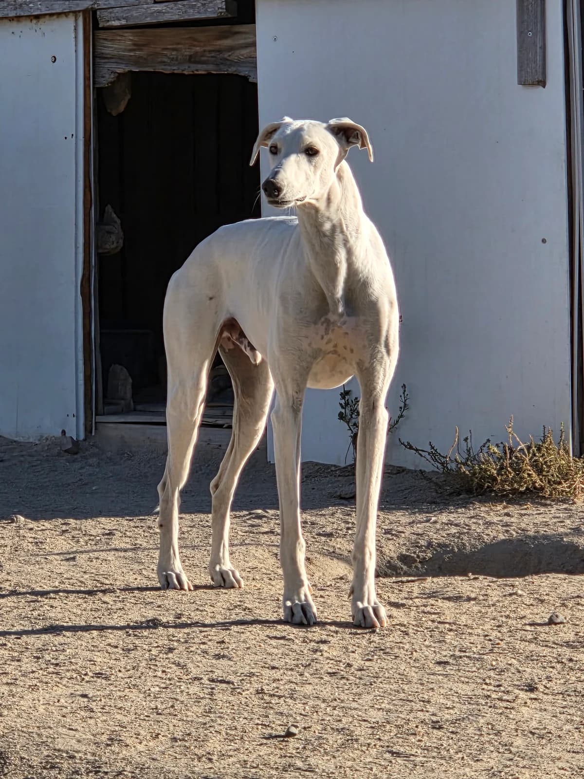 KRIS, 3yo Galgo Español for adoption at Appel des lévriers, appel des levriers
