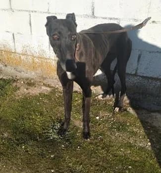 LUCIANA (adoptée), senior Galgo Español for adoption at Appel des lévriers, appel des levriers