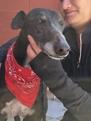 MARCEL (adopté), 7yo Galgo Español for adoption at Appel des lévriers, appel des levriers