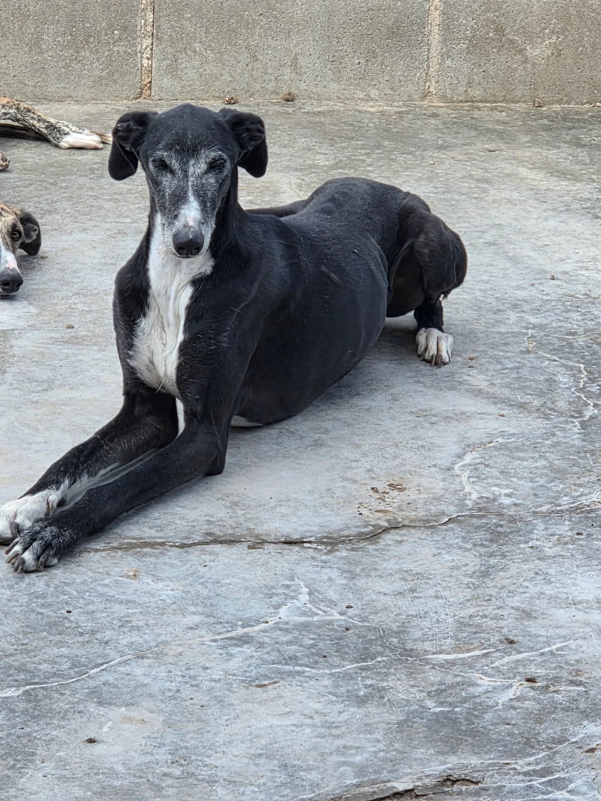 MORROCOY, 4yo Galgo Español for adoption at Appel des lévriers, appel des levriers