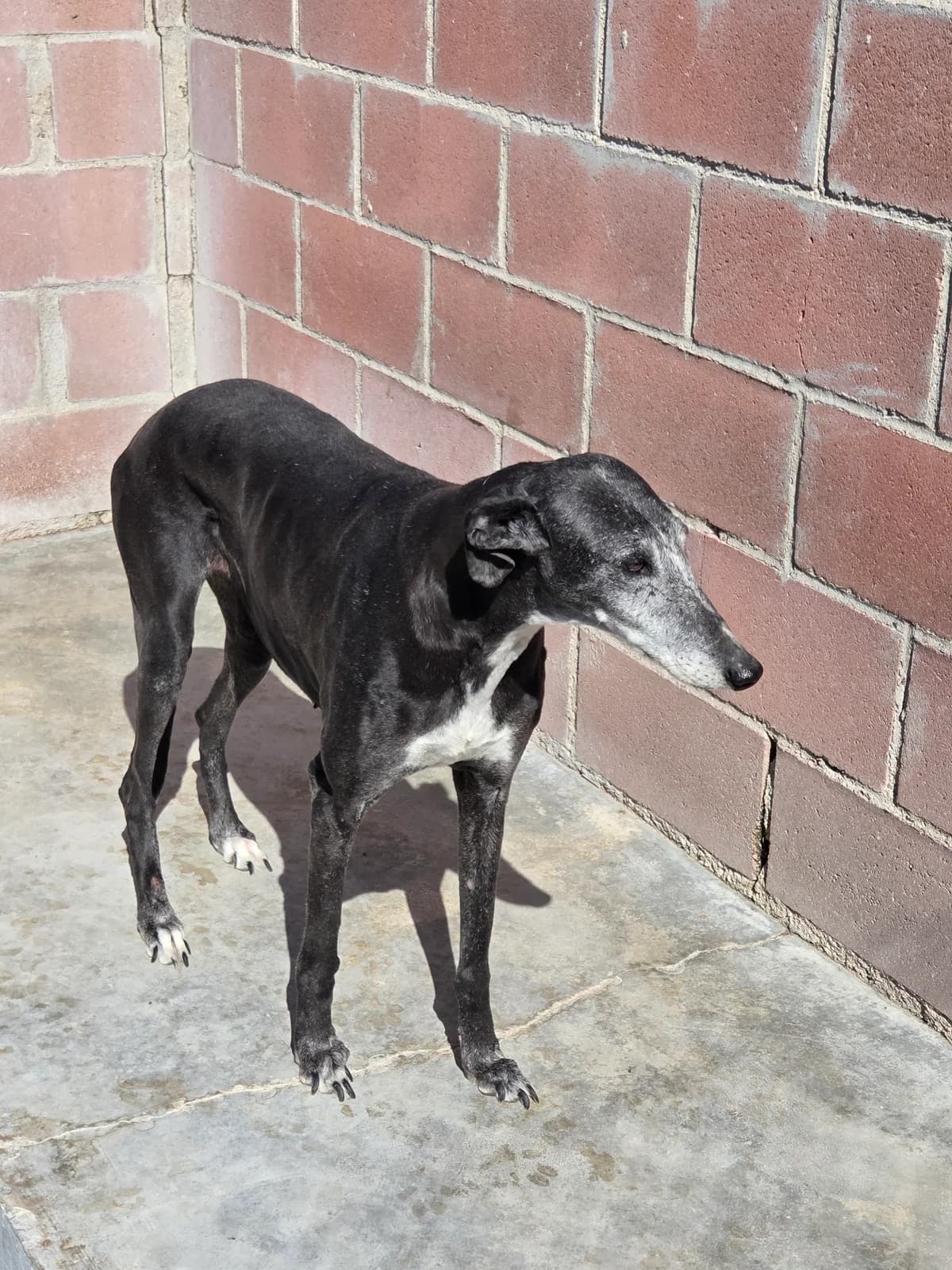 OTTAWA, Galgo Español for adoption at Appel des lévriers, appel des levriers