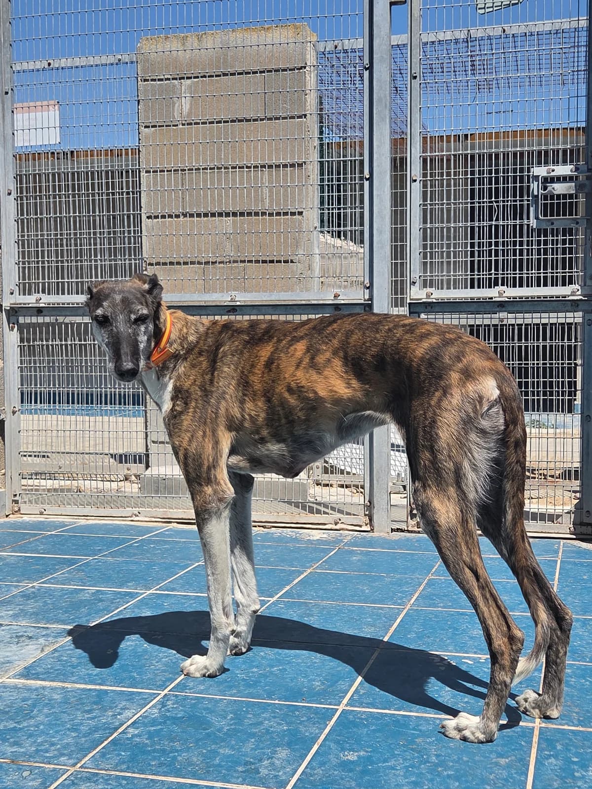 PERLA, Galgo Español for adoption at Appel des lévriers, appel des levriers