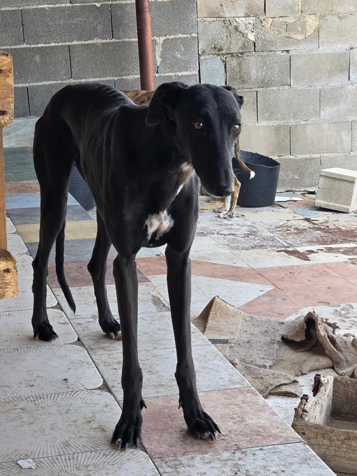 PORTHOS, 4yo Galgo Español for adoption at Appel des lévriers, appel des levriers