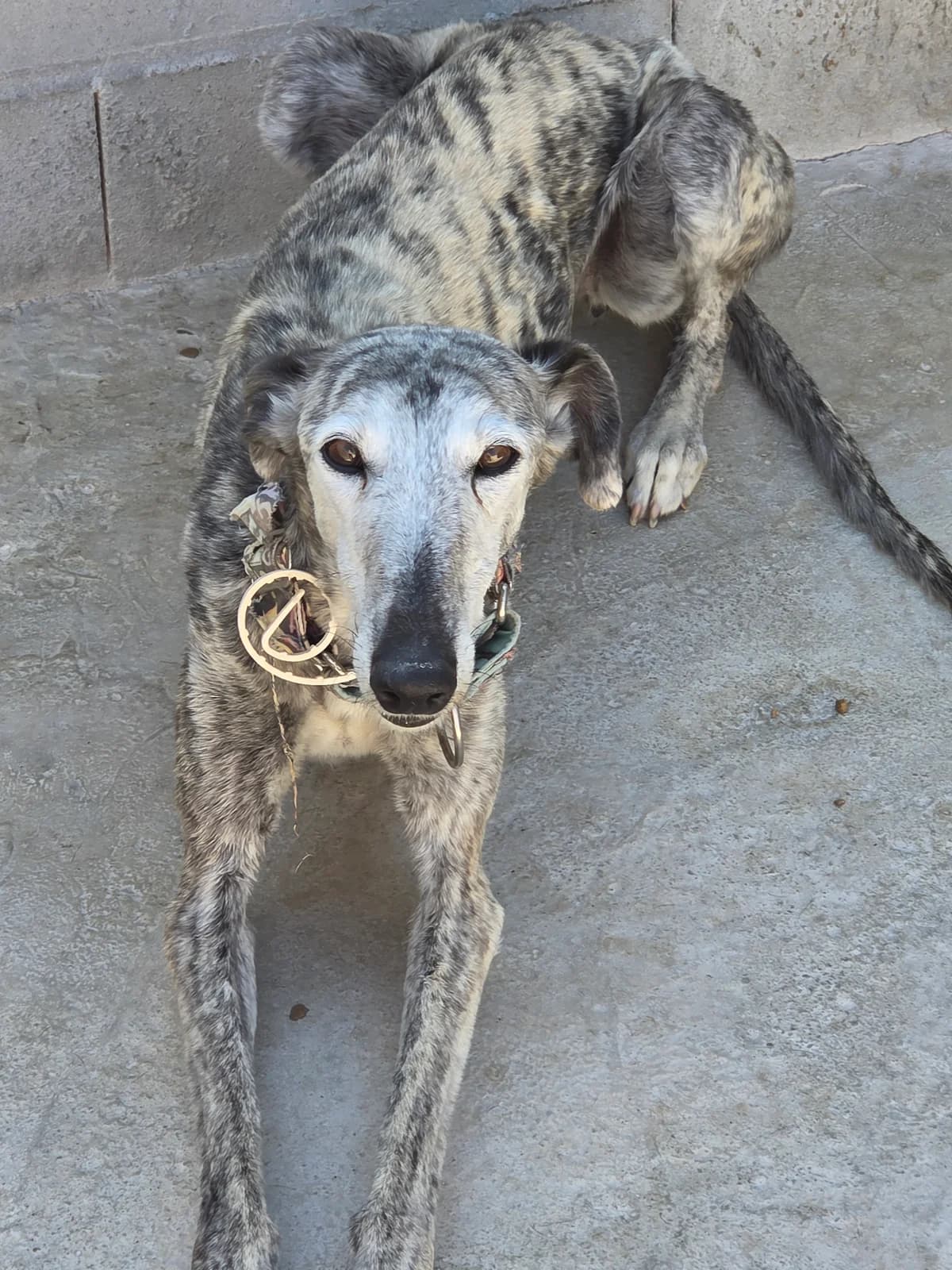 QUESERA, Galgo Español for adoption at Appel des lévriers, appel des levriers