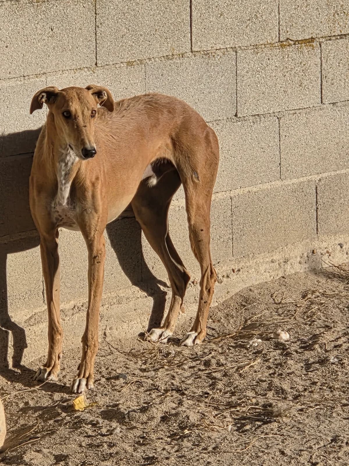 RENO, 5yo Galgo Español for adoption at Appel des lévriers, appel des levriers