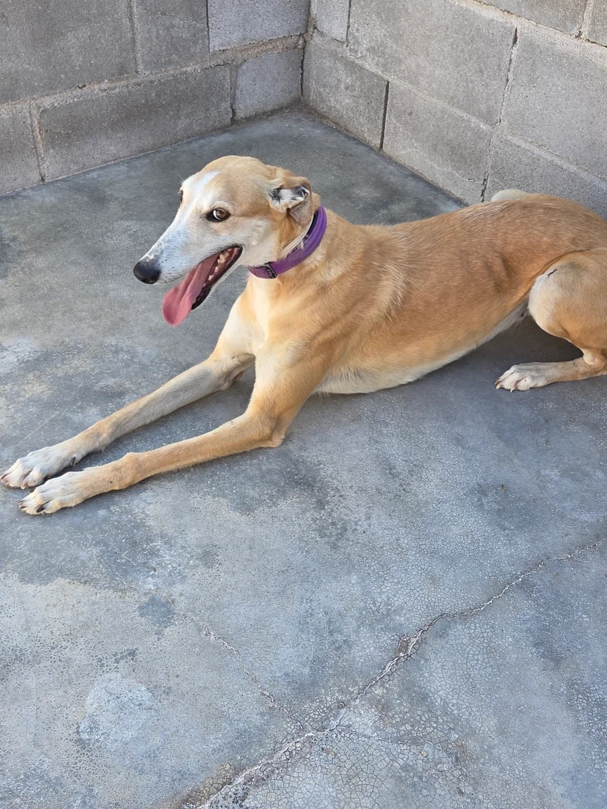 TRAYA, Galgo Español for adoption at Appel des lévriers, appel des levriers