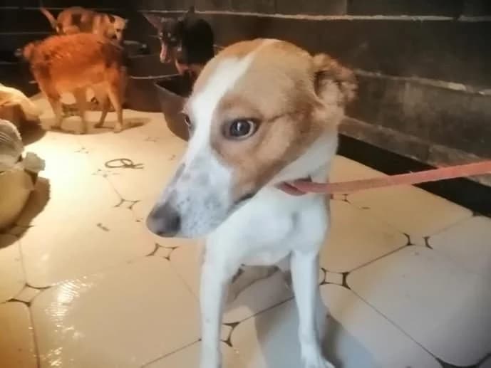 TRISTAN, 5yo Galgo Español for adoption at Appel des lévriers, appel des levriers