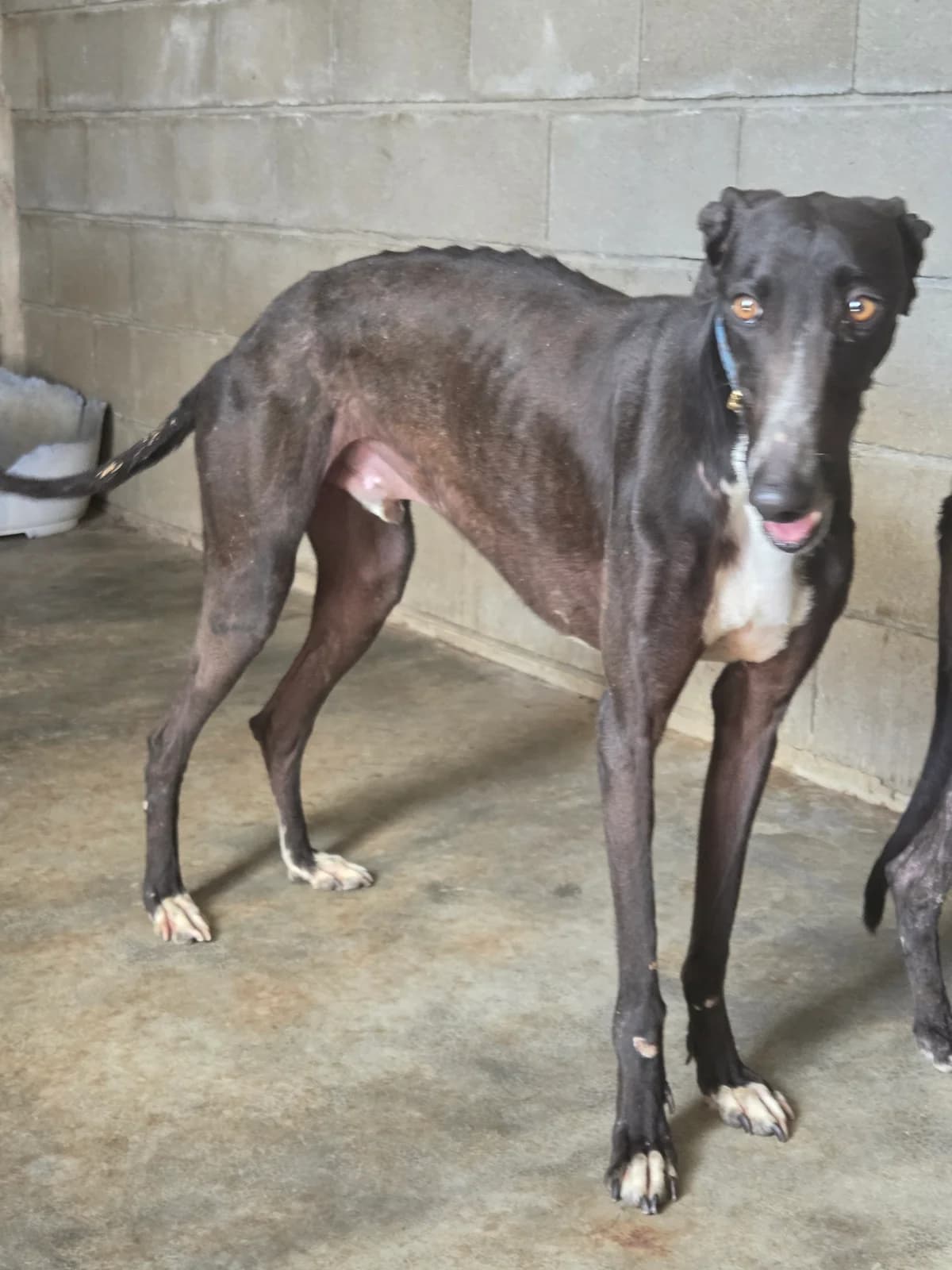 TULI, female Galgo Español for adoption at Appel des lévriers, appel des levriers