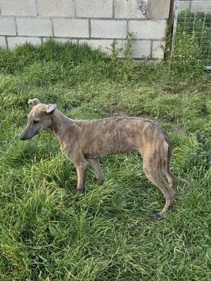 TWIGGY adoptée, Galgo Español for adoption at Appel des lévriers, appel des levriers