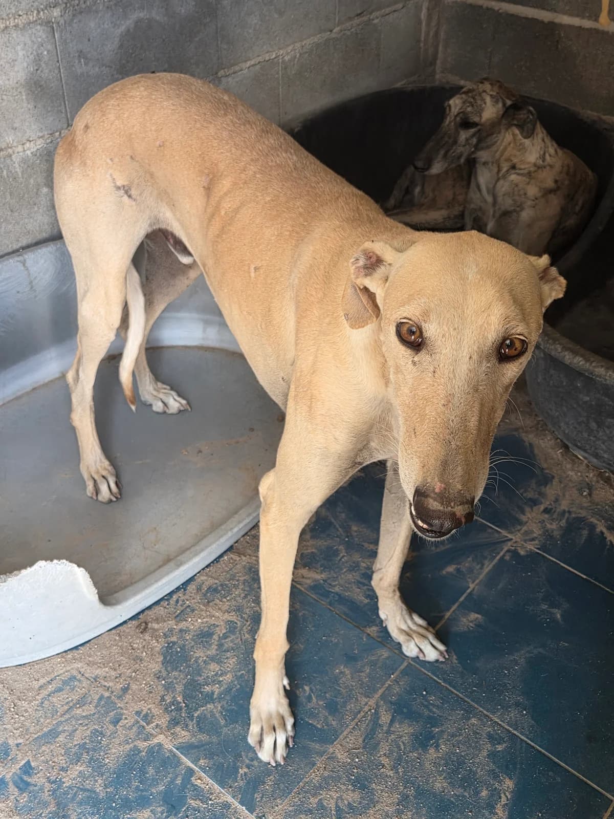URIEL, 6yo Galgo Español for adoption at Appel des lévriers, appel des levriers