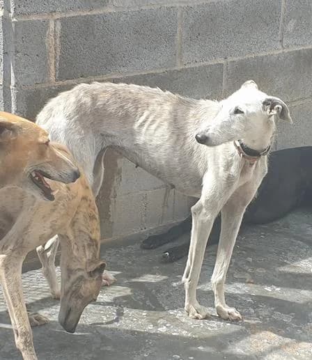 WOLKE (adoptée), senior Galgo Español for adoption at Appel des lévriers, appel des levriers