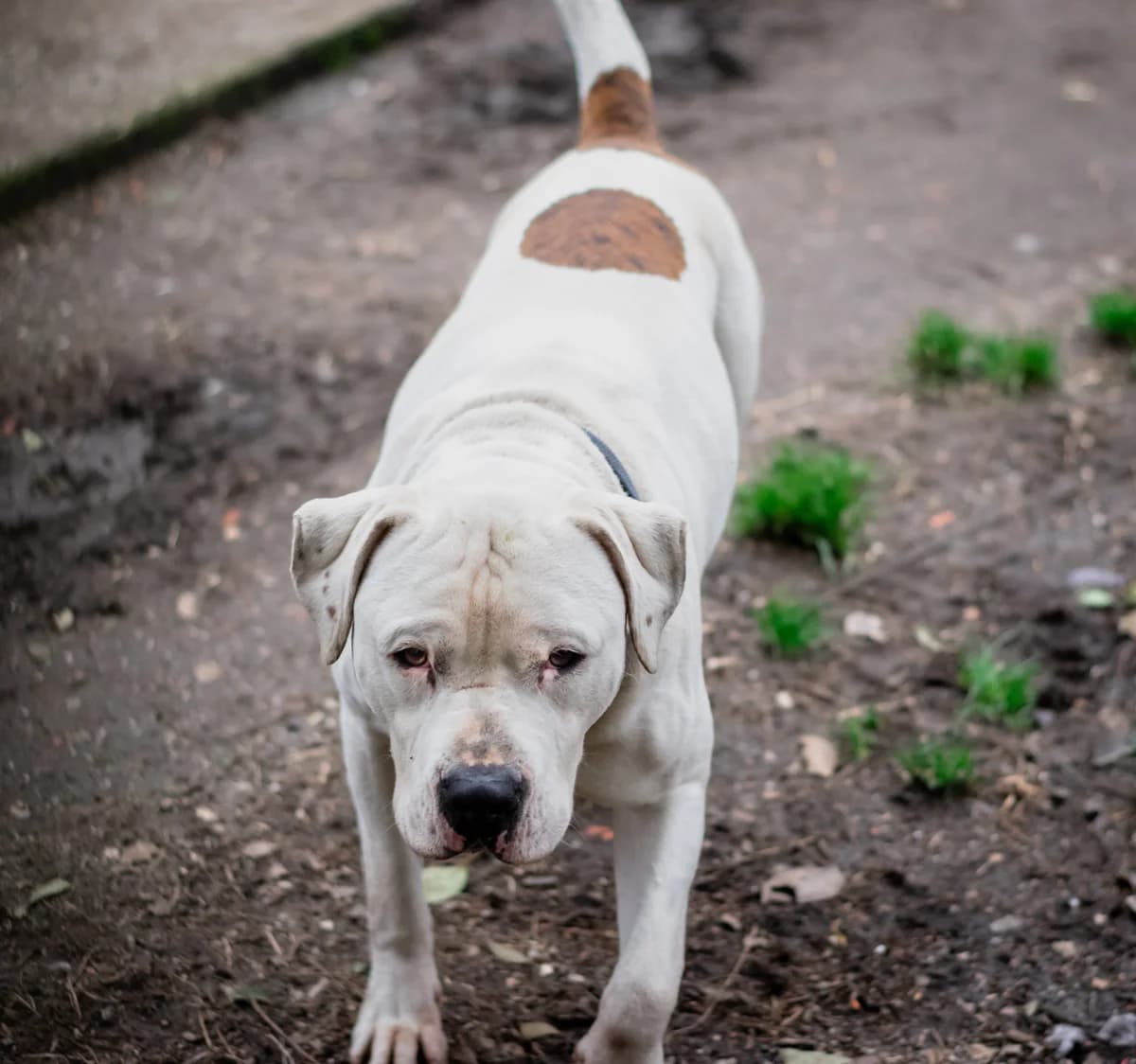 FLASH, male Mixed Breed for adoption at APSDA, La Teste-de-Buch