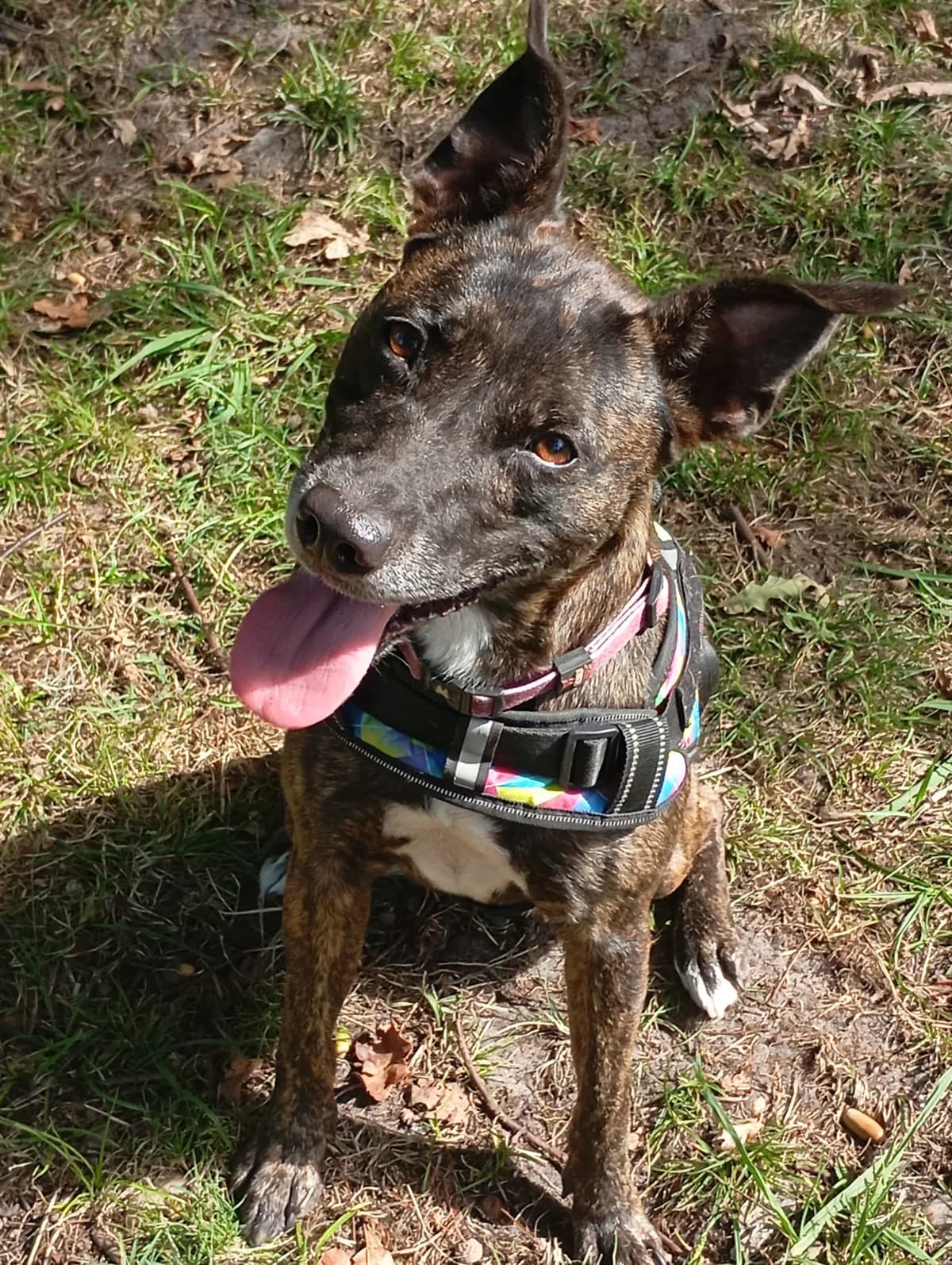 LAYA, female puppy Bull Terrier for adoption at APSDA, La Teste-de-Buch