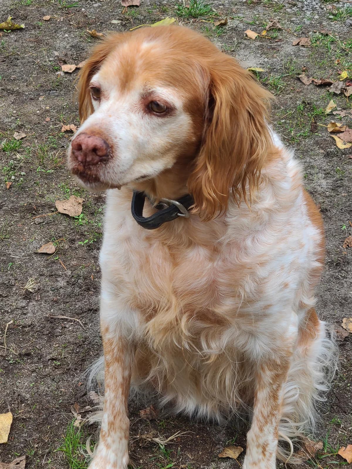 LOUNA, female senior Brittany Spaniel for adoption at APSDA, La Teste-de-Buch