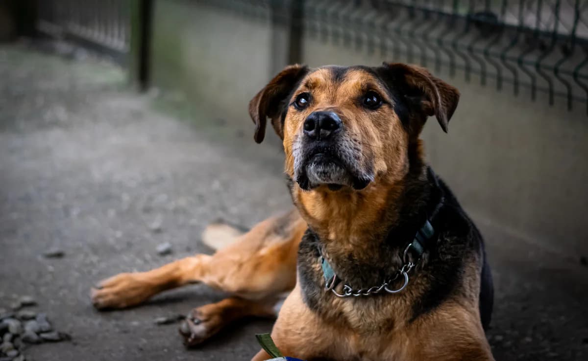MAC, male senior Cane Corso for adoption at APSDA, La Teste-de-Buch