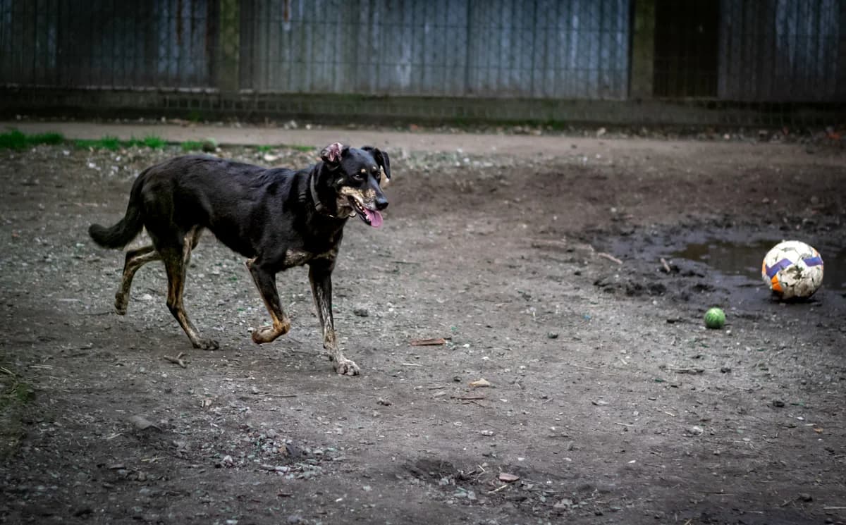 VAIANA, female Mixed Breed for adoption at APSDA, La Teste-de-Buch