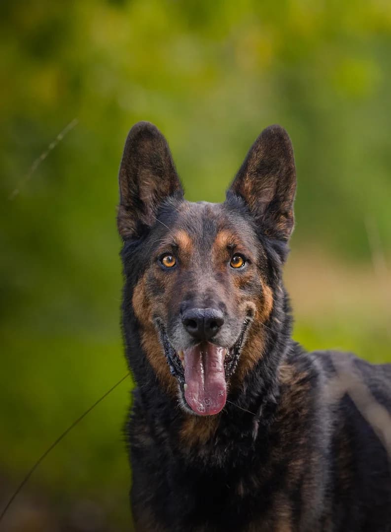 Macan, Mixed Breed for adoption at Assistance Refuge Animaux (Évry)