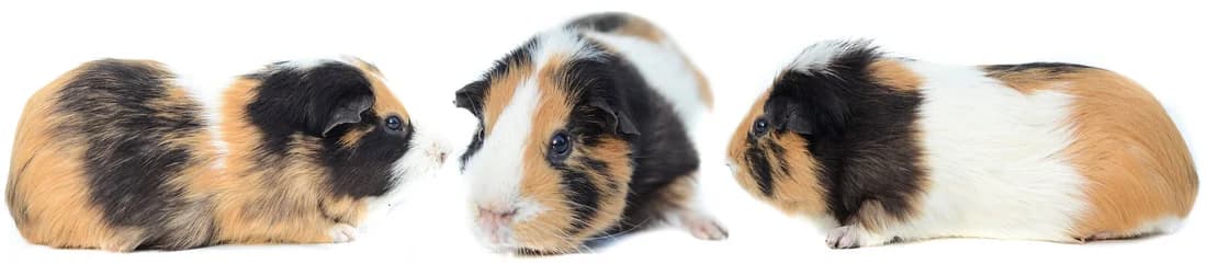 ApollonEn FA 91, male puppy Mixed Breed for adoption at L
